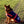 Snugga Dog Rug - Fleece Lined